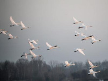 Снежный гусь